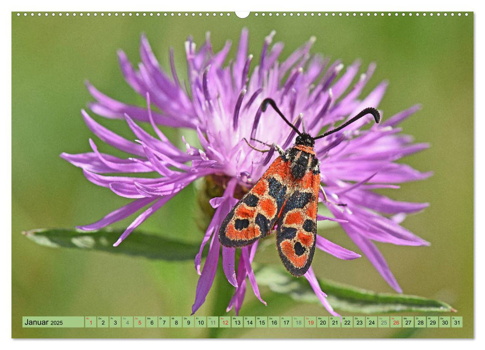 Schmetterlinge auf der Schwäbischen Alb (CALVENDO Premium Wandkalender 2025)