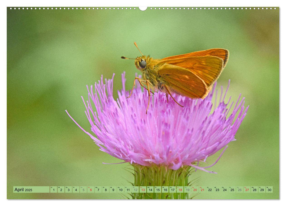 Schmetterlinge auf der Schwäbischen Alb (CALVENDO Premium Wandkalender 2025)