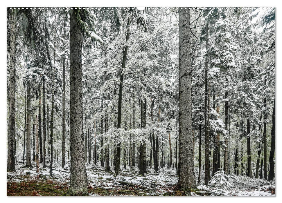 Schwarzwald-Wanderungen (CALVENDO Premium Wandkalender 2025)