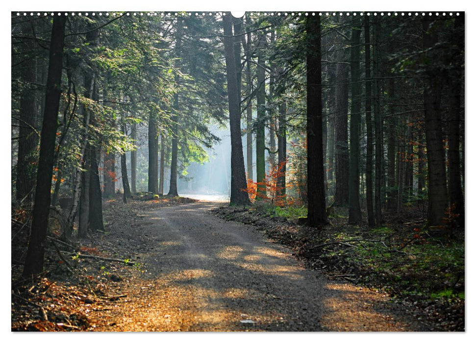 Schwarzwald-Wanderungen (CALVENDO Premium Wandkalender 2025)