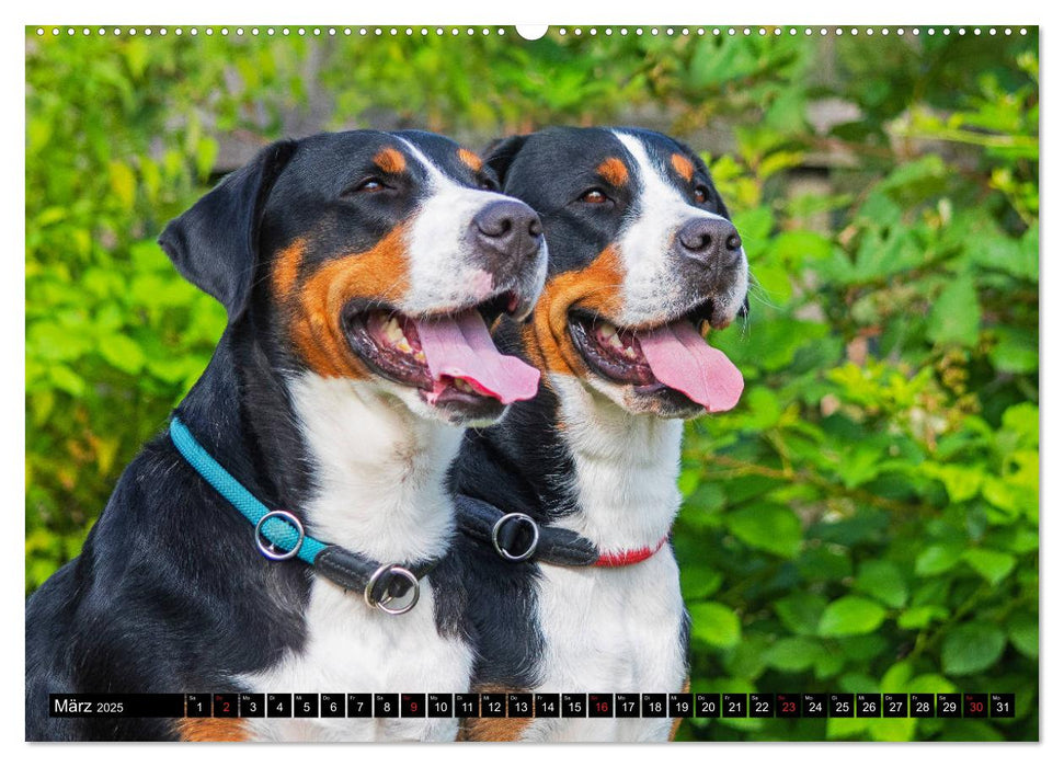 Ein Hund zum Verlieben - Großer Schweizer Sennenhund (CALVENDO Premium Wandkalender 2025)