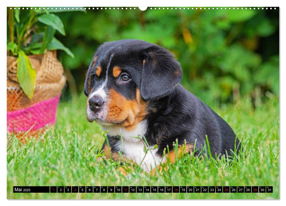 Ein Hund zum Verlieben - Großer Schweizer Sennenhund (CALVENDO Premium Wandkalender 2025)