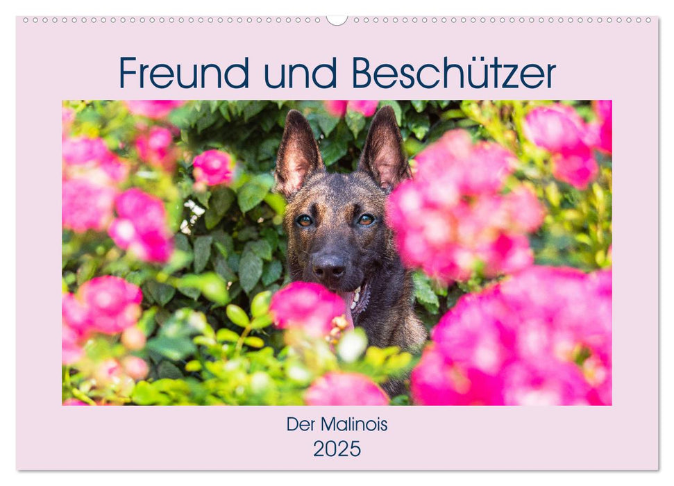 Freund und Beschützer - Der Malinois (CALVENDO Wandkalender 2025)