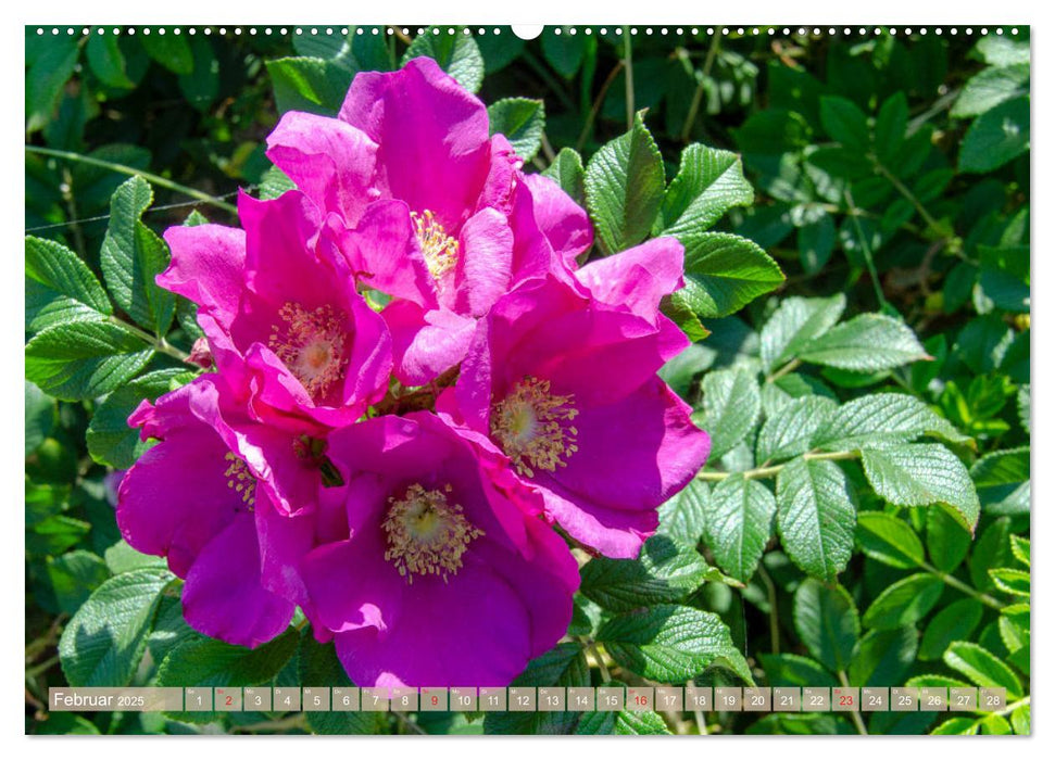 Blüten im Sommer (CALVENDO Premium Wandkalender 2025)