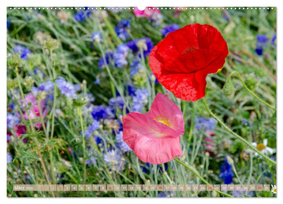 Blüten im Sommer (CALVENDO Premium Wandkalender 2025)