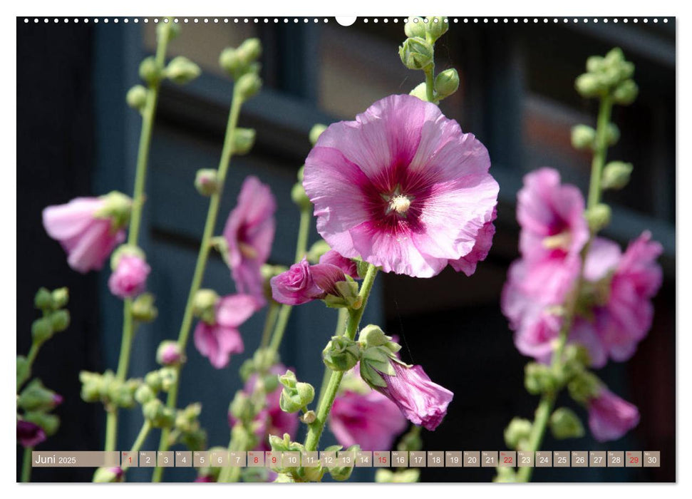 Blüten im Sommer (CALVENDO Premium Wandkalender 2025)