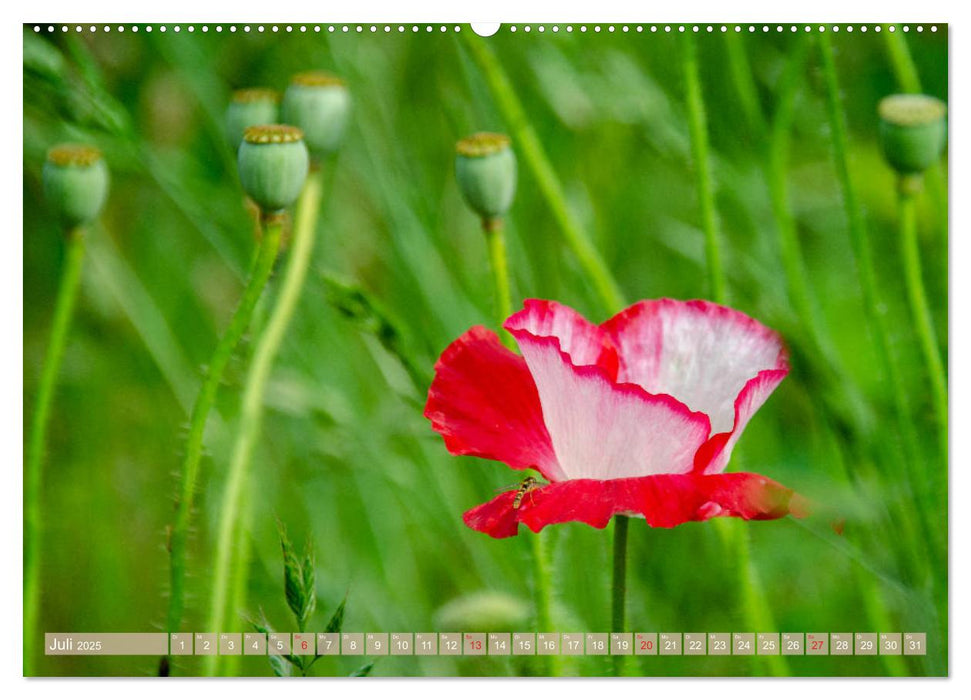 Blüten im Sommer (CALVENDO Premium Wandkalender 2025)