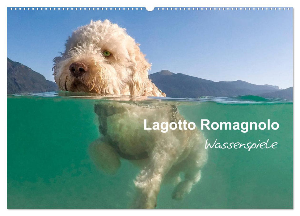 Lagotto Romagnolo - Wasserspiele (CALVENDO Wandkalender 2025)