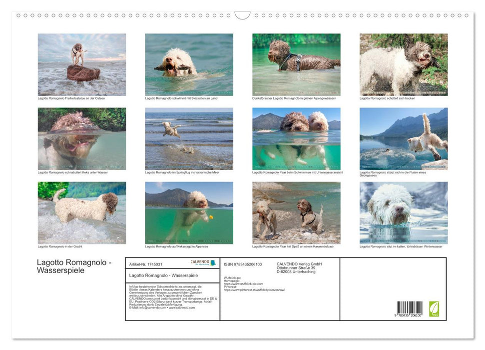 Lagotto Romagnolo - Wasserspiele (CALVENDO Wandkalender 2025)