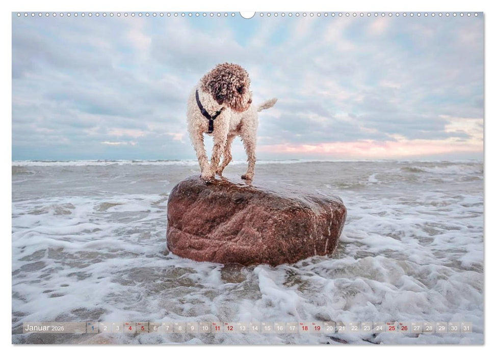 Lagotto Romagnolo - Wasserspiele (CALVENDO Wandkalender 2025)