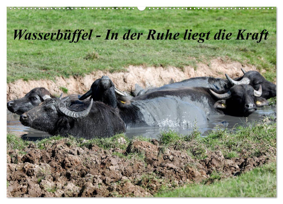 Wasserbüffel - In der Ruhe liegt die Kraft (CALVENDO Wandkalender 2025)