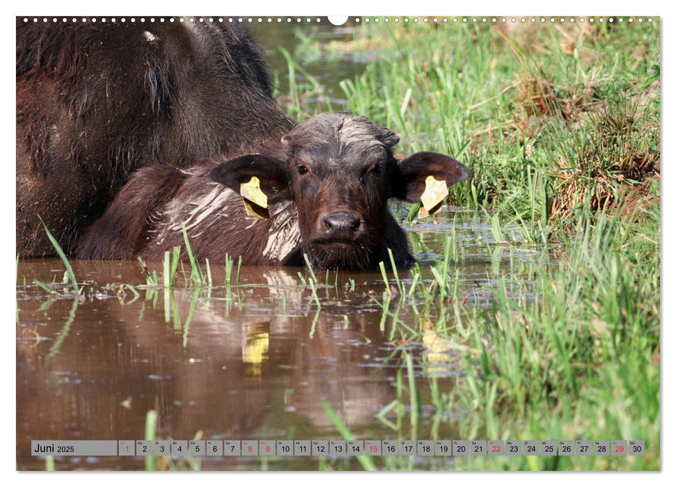 Wasserbüffel - In der Ruhe liegt die Kraft (CALVENDO Wandkalender 2025)