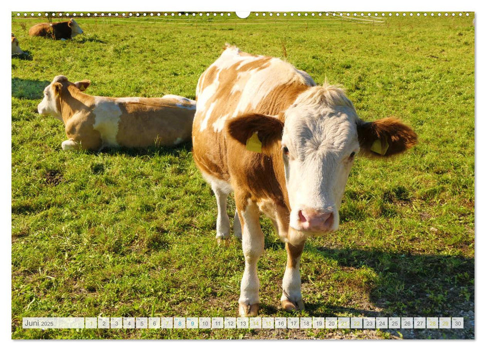 Wunderschönes Oberbayern (CALVENDO Wandkalender 2025)