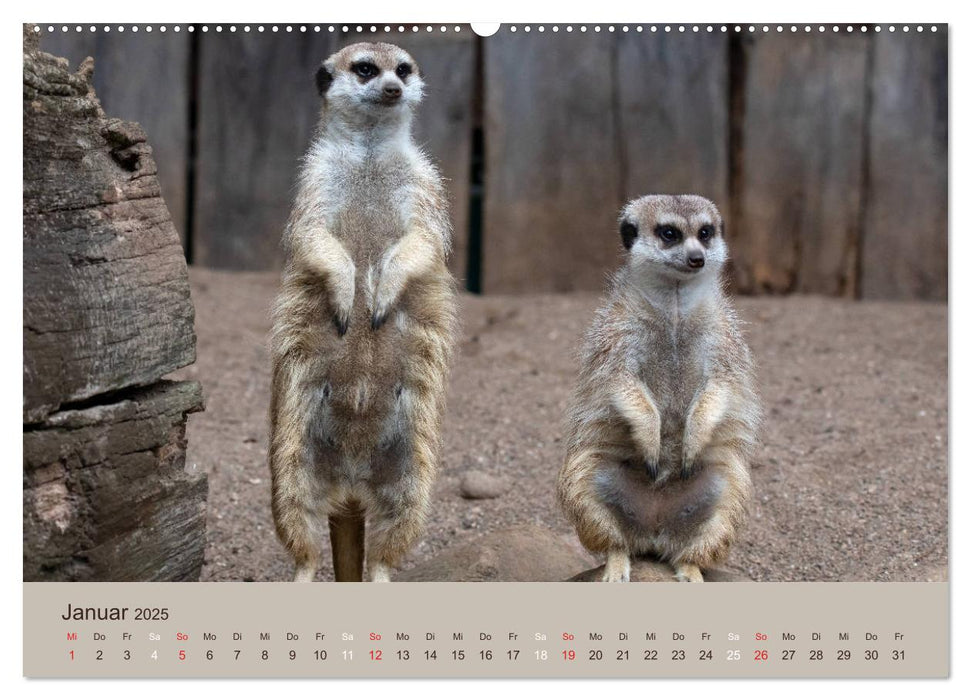 Quirlige Erdmännchen (CALVENDO Premium Wandkalender 2025)