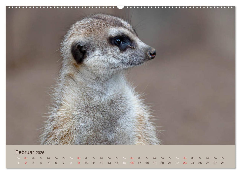 Quirlige Erdmännchen (CALVENDO Premium Wandkalender 2025)