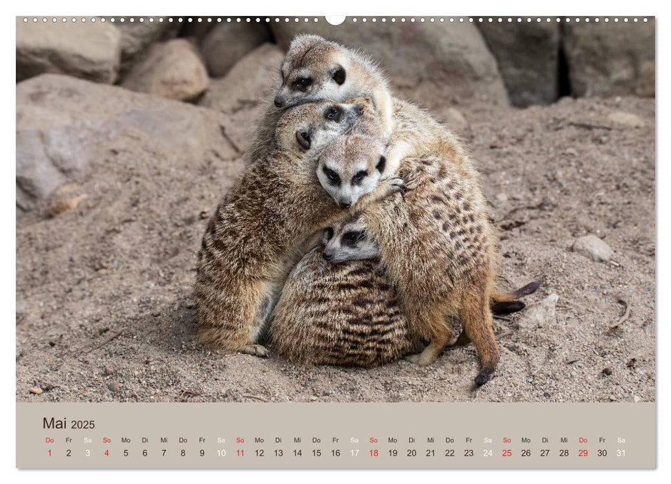 Quirlige Erdmännchen (CALVENDO Premium Wandkalender 2025)