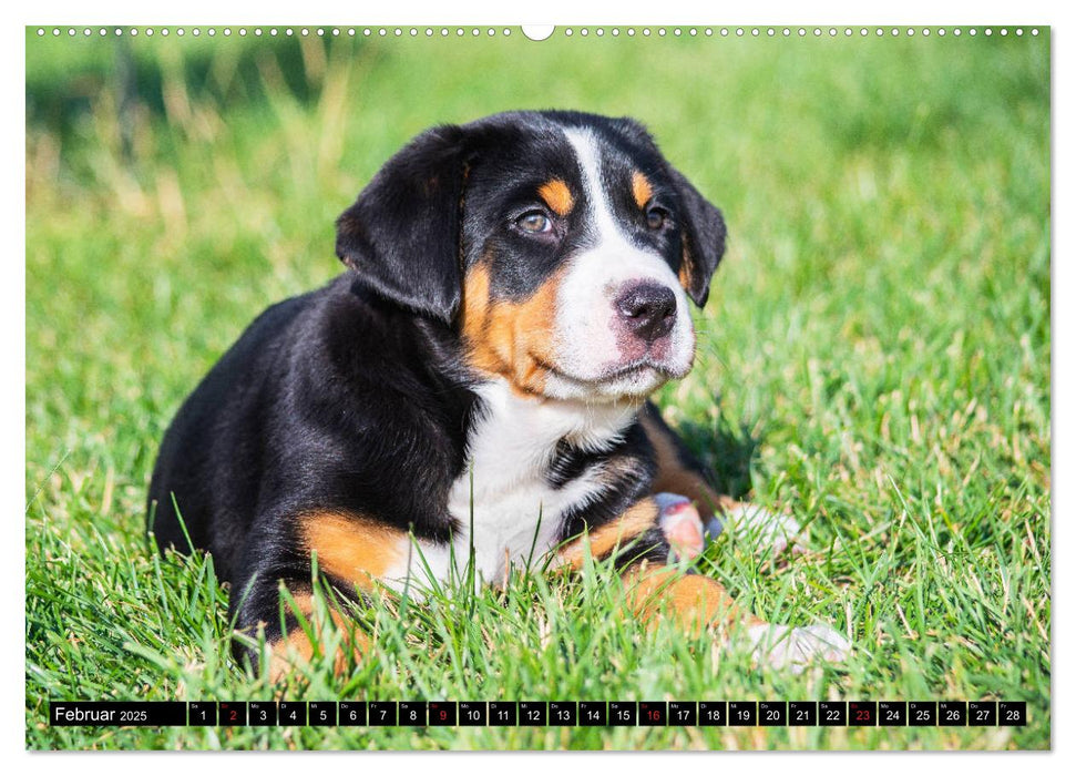 Ein Hund zum Verlieben - Großer Schweizer Sennenhund (CALVENDO Wandkalender 2025)