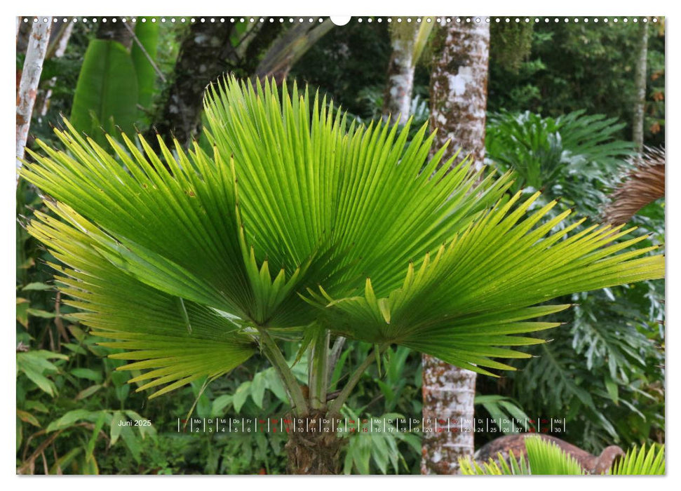 La Martinique - Faszination Karibik (CALVENDO Premium Wandkalender 2025)