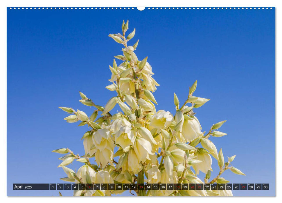 WHITE SANDS Die weiße Wüste in New Mexico (CALVENDO Wandkalender 2025)