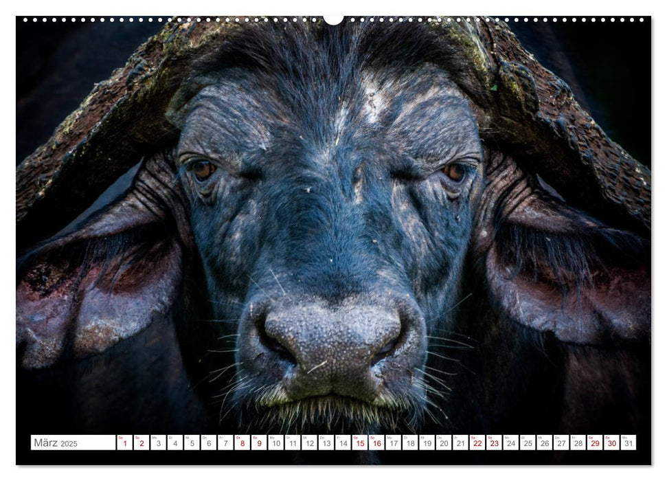 Tierische Charakterköpfe (CALVENDO Premium Wandkalender 2025)