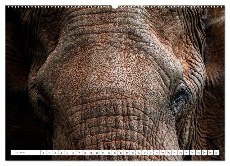 Tierische Charakterköpfe (CALVENDO Premium Wandkalender 2025)