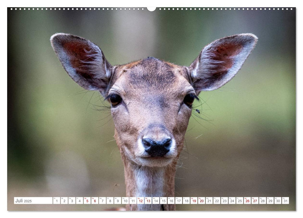 Tierische Charakterköpfe (CALVENDO Premium Wandkalender 2025)