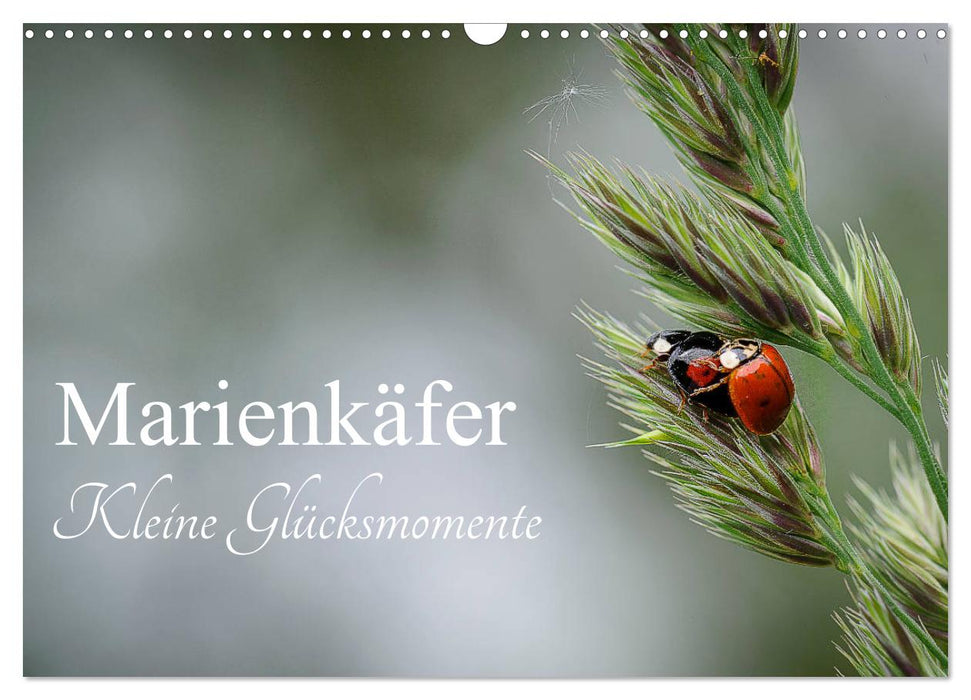 Marienkäfer - kleine Glücksmomente (CALVENDO Wandkalender 2025)