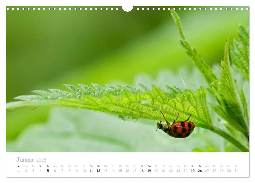 Marienkäfer - kleine Glücksmomente (CALVENDO Wandkalender 2025)