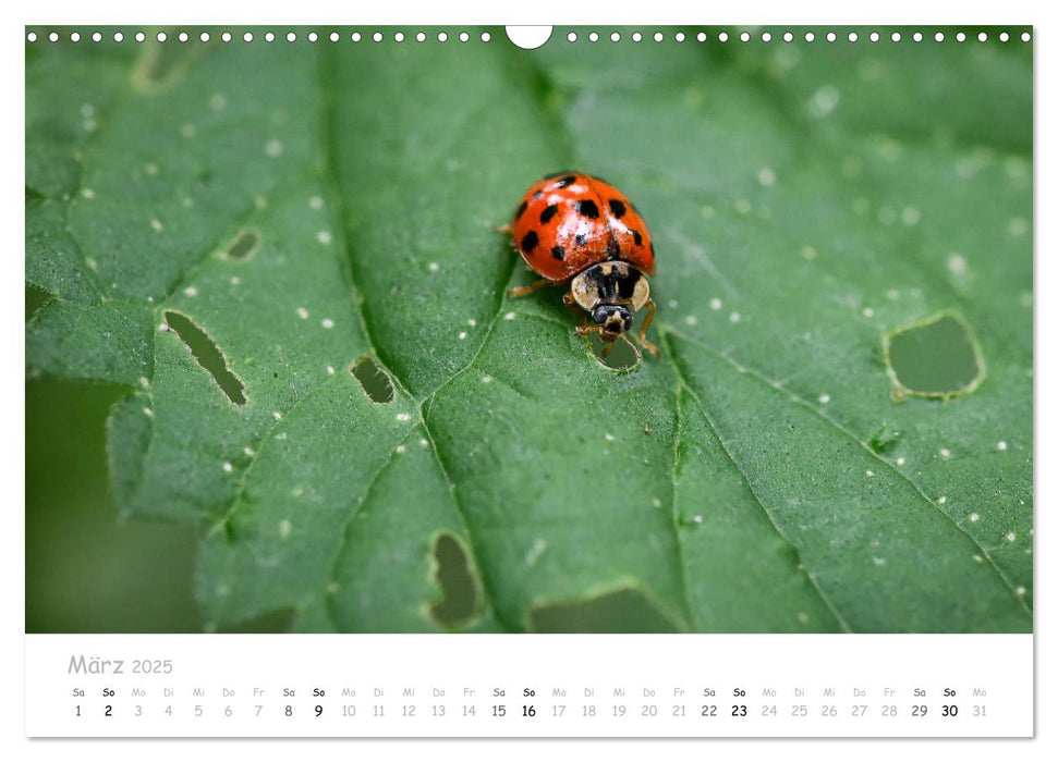 Marienkäfer - kleine Glücksmomente (CALVENDO Wandkalender 2025)