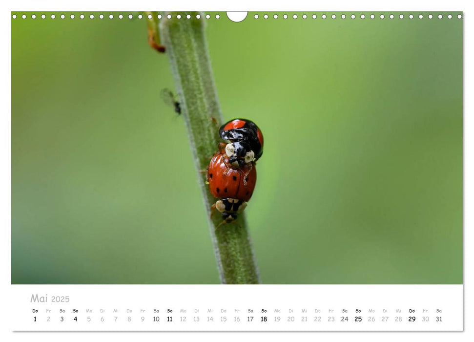 Marienkäfer - kleine Glücksmomente (CALVENDO Wandkalender 2025)