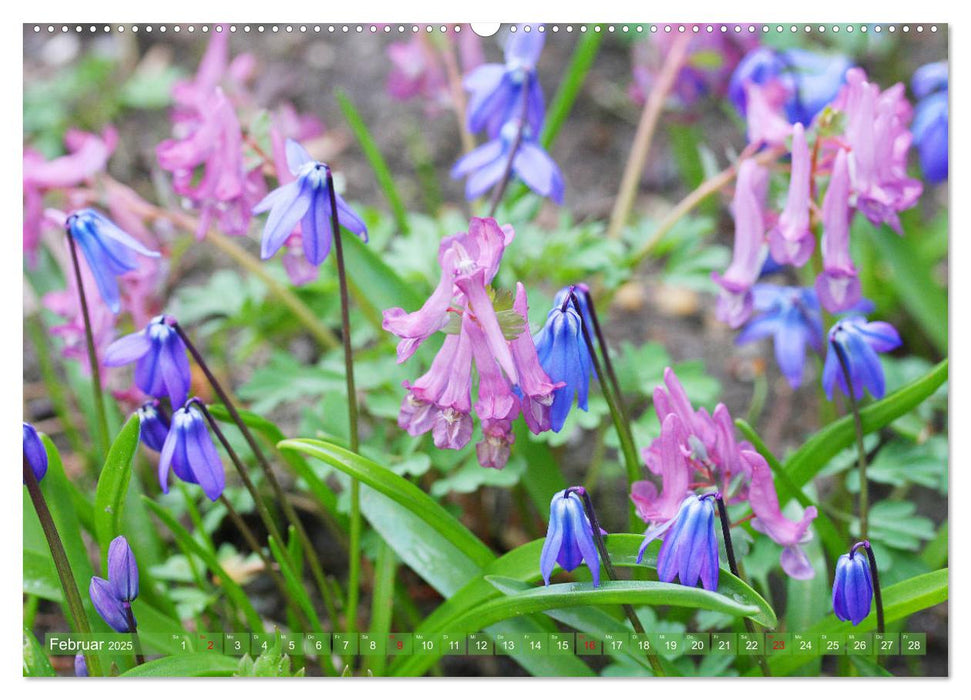 Von Hellblau bis Violett Blütenpracht (CALVENDO Premium Wandkalender 2025)