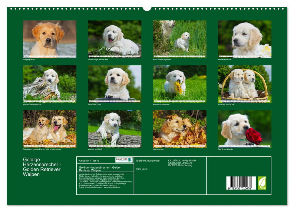 Goldige Herzensbrecher - Golden Retriever Welpen (CALVENDO Premium Wandkalender 2025)