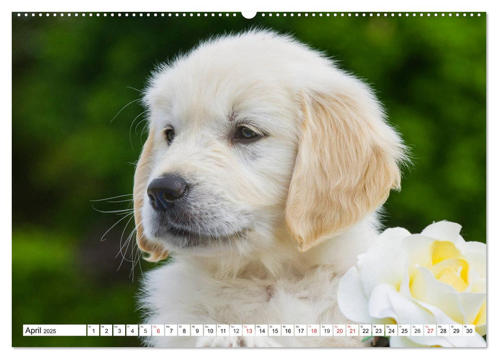 Goldige Herzensbrecher - Golden Retriever Welpen (CALVENDO Premium Wandkalender 2025)