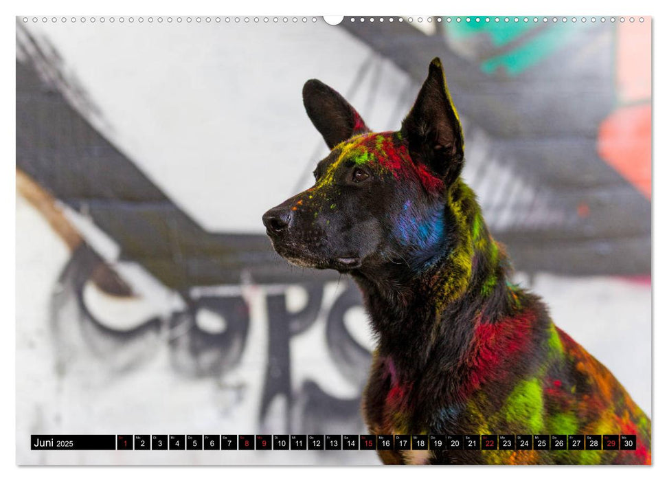 Coole bunte Hunde (CALVENDO Premium Wandkalender 2025)