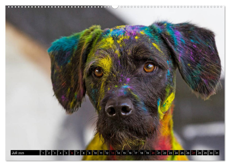 Coole bunte Hunde (CALVENDO Premium Wandkalender 2025)