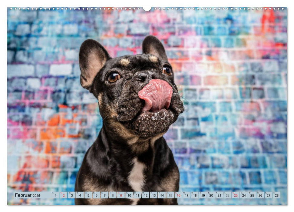 Cool Dogs - Hunde-Spaß im Studio (CALVENDO Premium Wandkalender 2025)