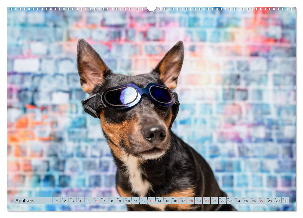 Cool Dogs - Hunde-Spaß im Studio (CALVENDO Premium Wandkalender 2025)