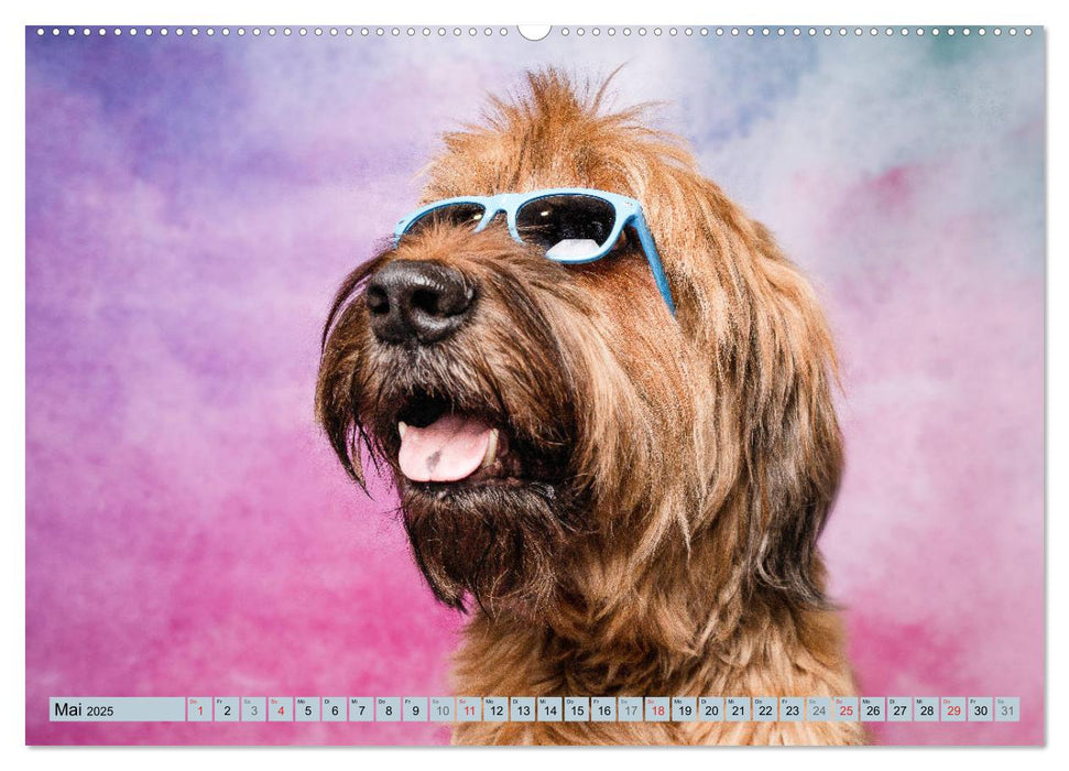 Cool Dogs - Hunde-Spaß im Studio (CALVENDO Premium Wandkalender 2025)