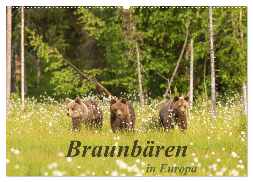 Braunbären in Europa (CALVENDO Wandkalender 2025)