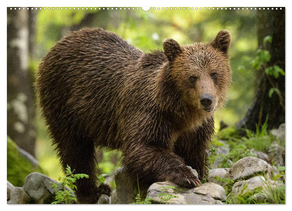 Braunbären in Europa (CALVENDO Wandkalender 2025)