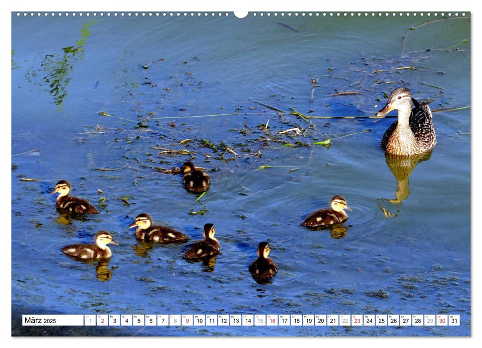 Alle meine Entchen ... Entenparadies Kurisches Haff (CALVENDO Premium Wandkalender 2025)