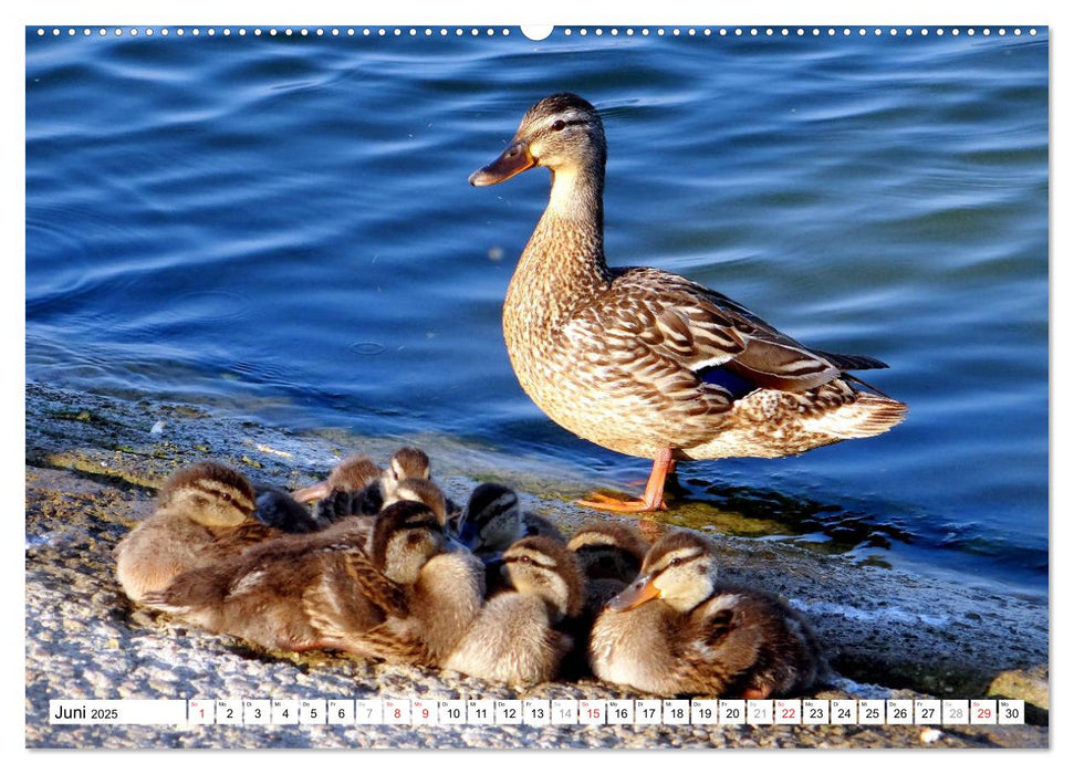 Alle meine Entchen ... Entenparadies Kurisches Haff (CALVENDO Premium Wandkalender 2025)