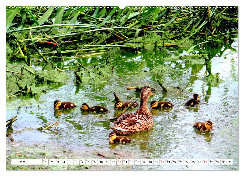 Alle meine Entchen ... Entenparadies Kurisches Haff (CALVENDO Premium Wandkalender 2025)