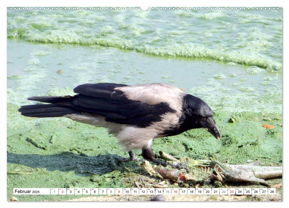 Nebelkrähen aus der Nähe - Faszinierende Vögel am Kurischen Haff (CALVENDO Premium Wandkalender 2025)