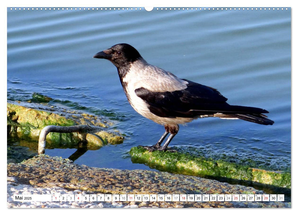 Nebelkrähen aus der Nähe - Faszinierende Vögel am Kurischen Haff (CALVENDO Premium Wandkalender 2025)