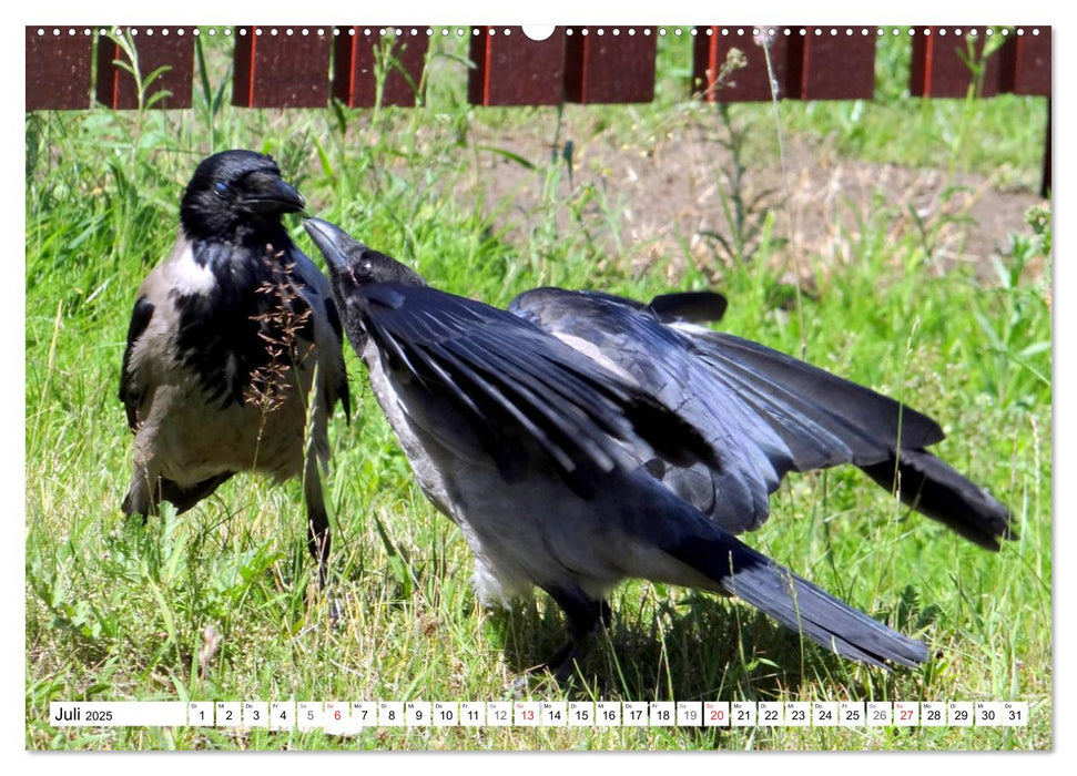 Nebelkrähen aus der Nähe - Faszinierende Vögel am Kurischen Haff (CALVENDO Premium Wandkalender 2025)