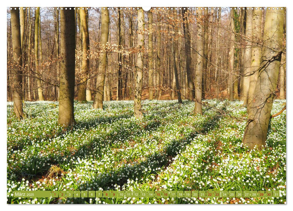 Niedersachsen - Malerische Landschaften (CALVENDO Wandkalender 2025)