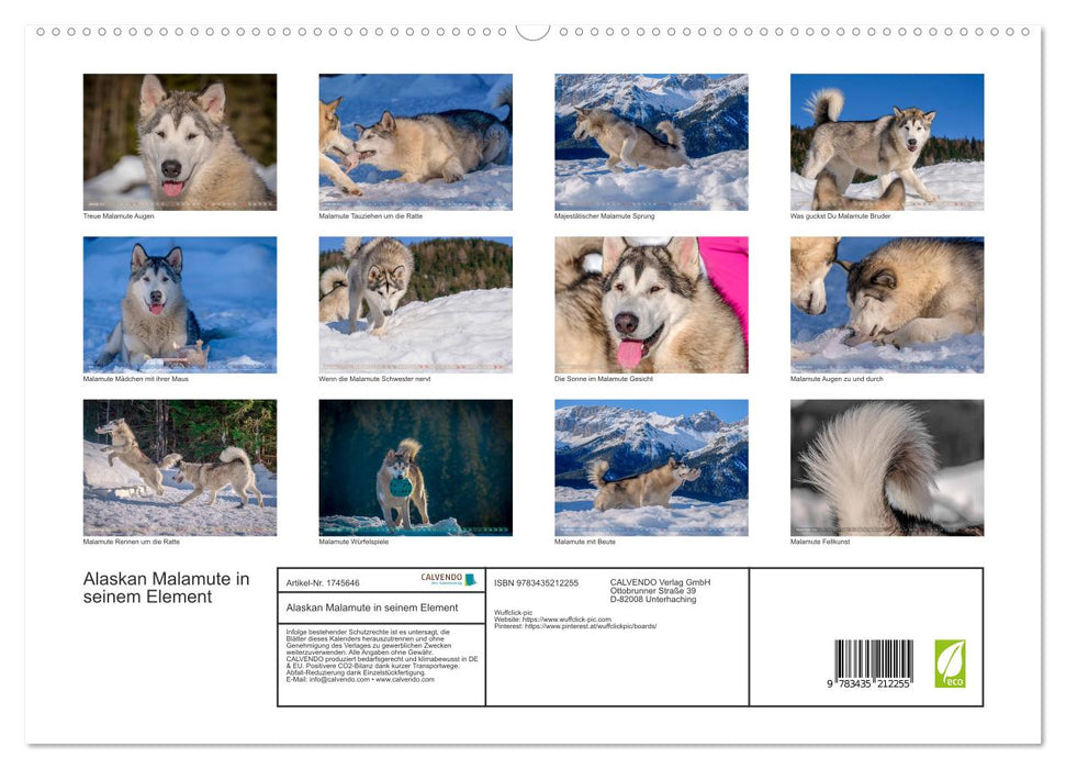 Alaskan Malamute in seinem Element (CALVENDO Premium Wandkalender 2025)