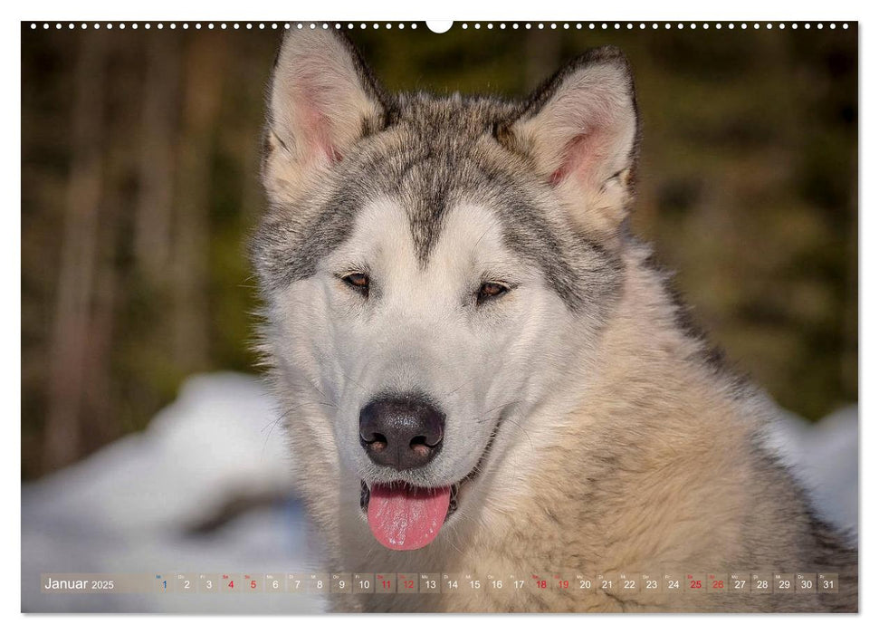 Alaskan Malamute in seinem Element (CALVENDO Premium Wandkalender 2025)