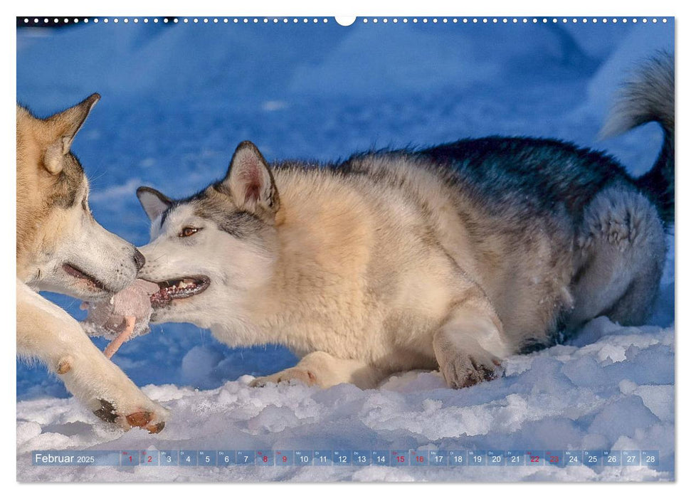 Alaskan Malamute in seinem Element (CALVENDO Premium Wandkalender 2025)